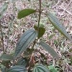 Leandra australis Tervik taim