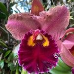 Cattleya lueddemanniana 花