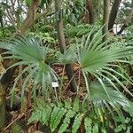 Latania lontaroides Natur