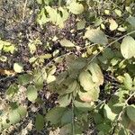 Combretum mossambicense Folio