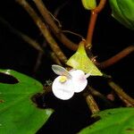 Begonia poculifera Blodyn