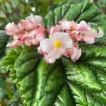 Begonia incarnata 花