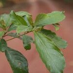 Terminalia ivorensis Yaprak