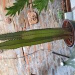 Leptocereus wrightii Hoja