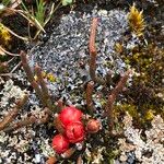 Ephedra rupestris Flower