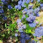 Ceanothus arboreusÕis