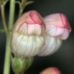 Penstemon palmeri Flor