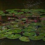 Nymphaea rubra Leaf