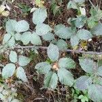 Rubus bracteatus Feuille