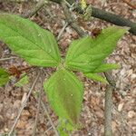 Rhododendron reticulatum Hoja