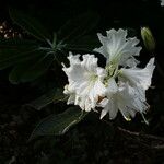 Rhododendron auriculatum Flor