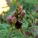 Linaria vulgaris Frucht