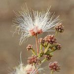 Albizia chevalieri Цвят