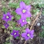 Legousia speculum-veneris Fula