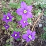 Legousia speculum-veneris 花