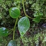 Peperomia blanda पत्ता