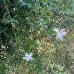 Jasminum grandiflorum Hoja