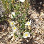 Cistus umbellatus Plante entière