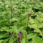 Tricyrtis hirta List