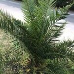 Phoenix canariensis Blad