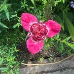 Tigridia pavonia Virág