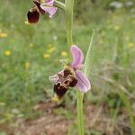 Ophrys scolopax Blüte