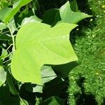 Liriodendron chinensis