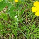 Ranunculus acris Yeri