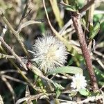 Symphyotrichum subulatum Fruit