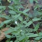 Scutellaria minor Flower