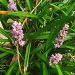 Liriope muscari 整株植物