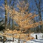 Fagus grandifolia Habitatea