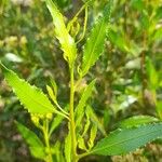 Pluchea dodonaeifolia Hoja