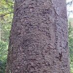 Abies cephalonica Casca