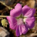 Malva unguiculata 花