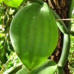 Vanilla polylepis Leaf