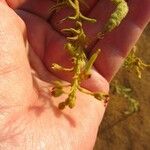 Cleome amblyocarpa Fruit