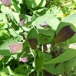Aristolochia rotunda 花