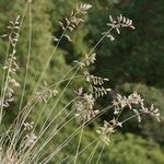 Festuca pallens Anders