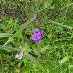 Tradescantia occidentalis Květ