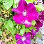 Clematis viticella花