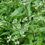 Eupatorium serotinumFloro