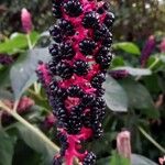 Phytolacca acinosa फल