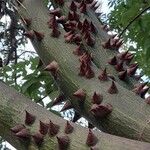 Ceiba chodatii Bark