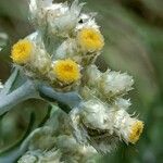 Helichrysum rugulosum