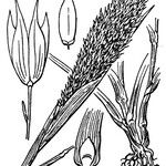 Phalaris paradoxa 其他