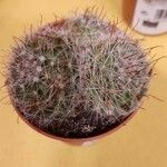 Mammillaria wrightii ഇല