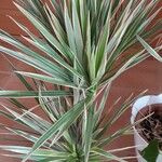 Dracaena bicolor Deilen