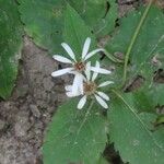 Eurybia schreberi Flower