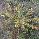 Hypericum hypericoides Листок